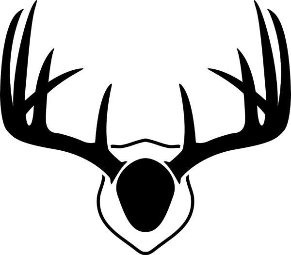 Череп оленя