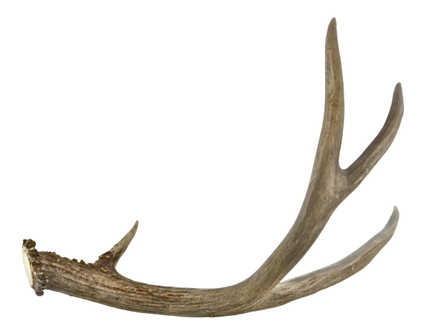 Оленьи рога на белом фоне