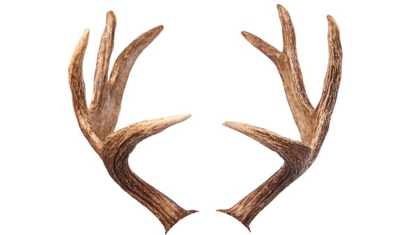 Рога оленя вектор