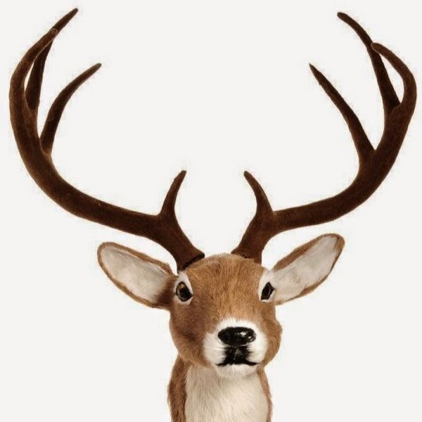 Рога оленя без фона