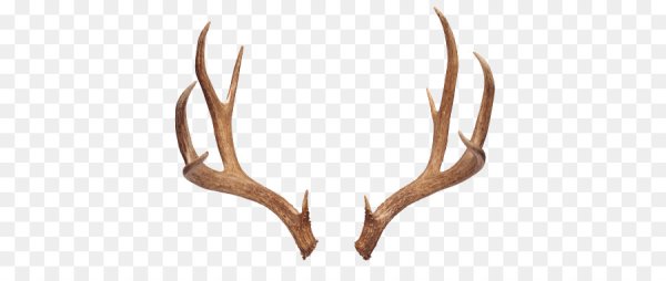 Рога Рождественского оленя