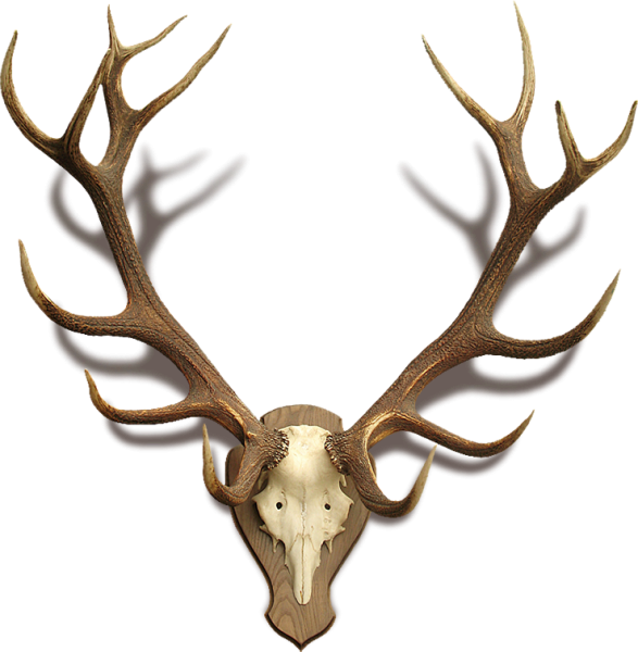 Морда оленя с рогами