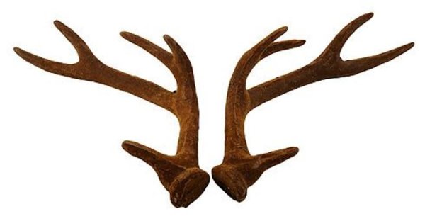 Оленьи рога на прозрачном фоне