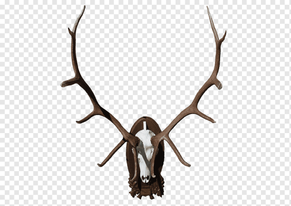 Клипарт рога на прозрачном фоне