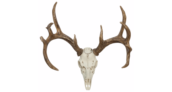 Рога оленя без фона