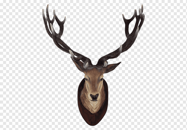 Оленьи рога