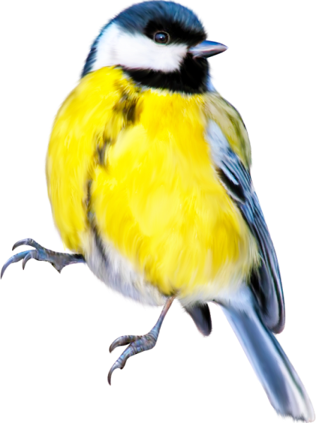 Синица на белом фоне
