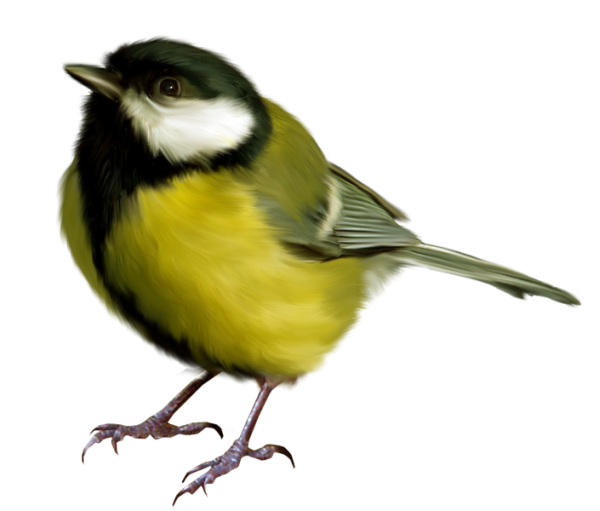 Большая синица на белом фоне