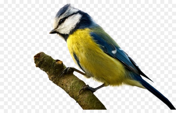 Синица без фона