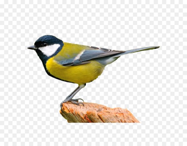 Синичка для детей