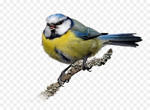 Синица на белом фоне