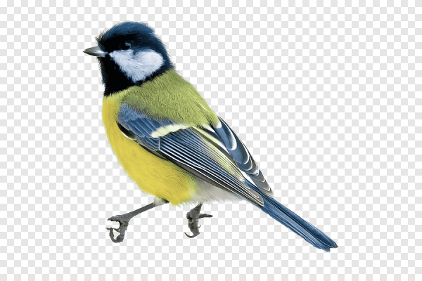 Синица птица на белом фоне