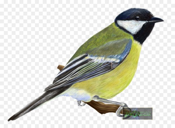 Синица на белом фоне