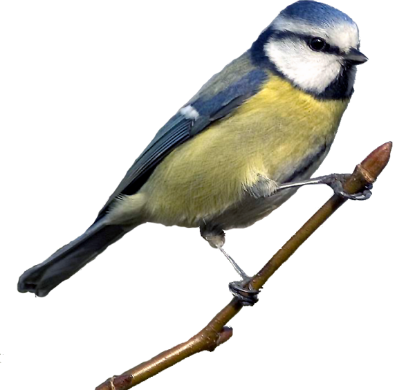 Синица на белом фоне
