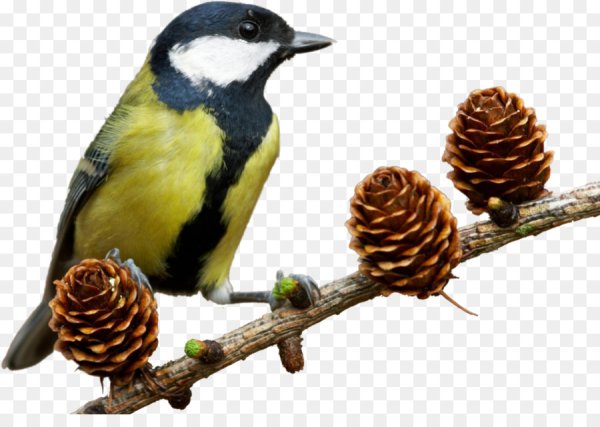 Синичка на белом фоне