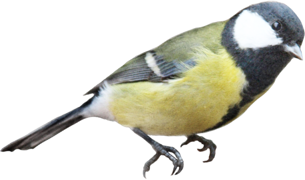 Синица на прозрачном фоне
