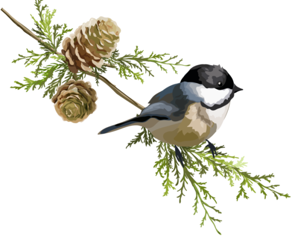 Птичка на ветке на прозрачном фоне