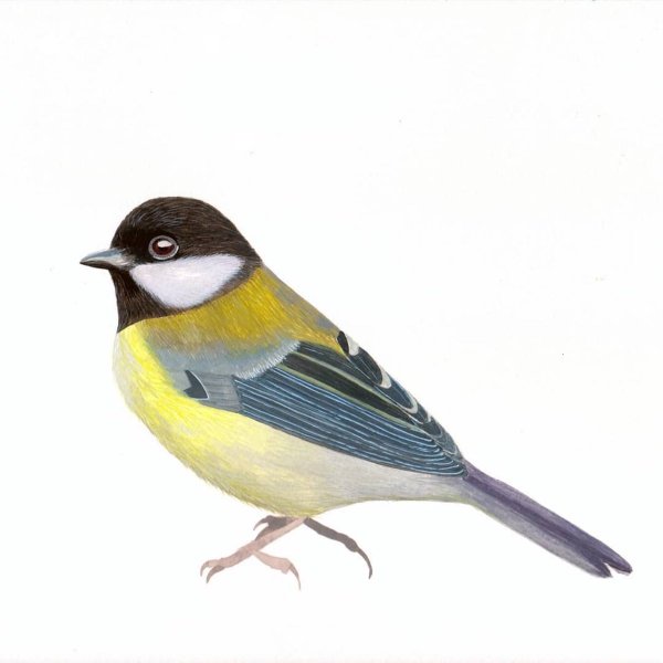 Синичка для детей