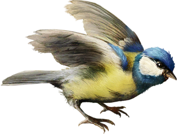 Синица без фона