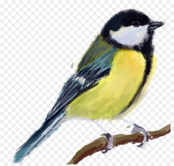 Синица без фона