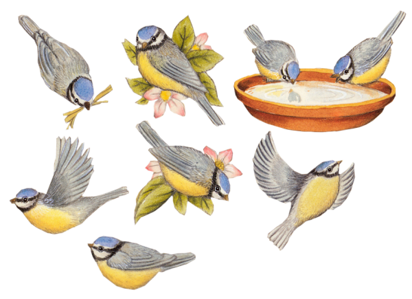 Восемь птиц