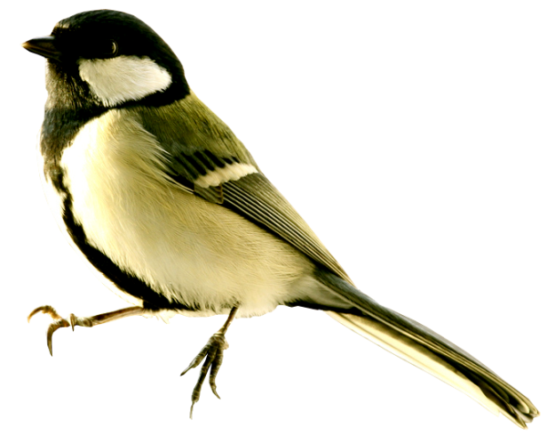 Синица птица на белом фоне