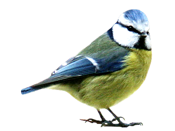 Лазоревка на белом фоне