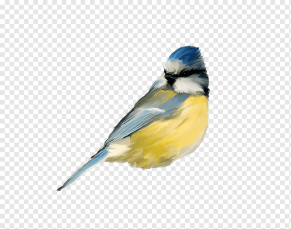 Птицы синица на прозрачном фоне