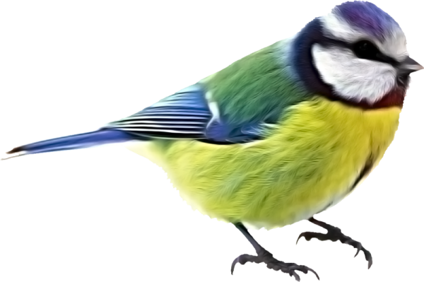 Синичка на белом фоне