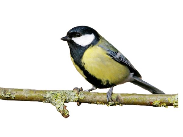 Синица на белом фоне