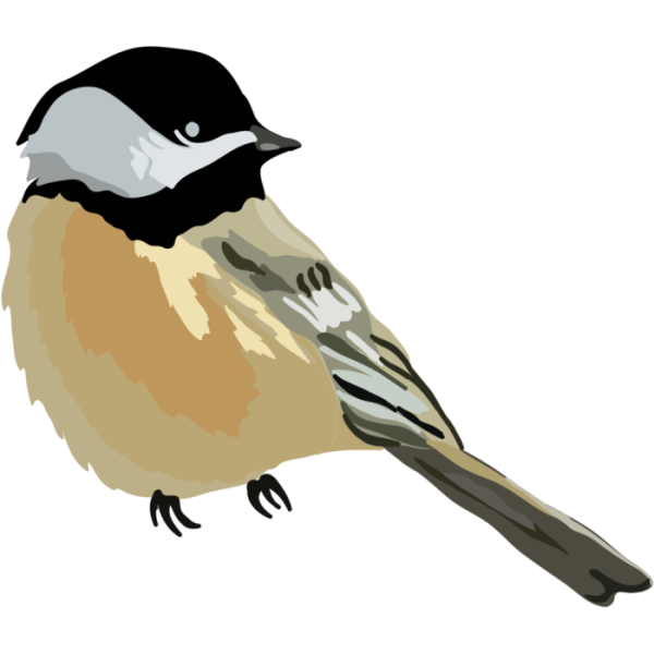 Синица на прозрачном фоне