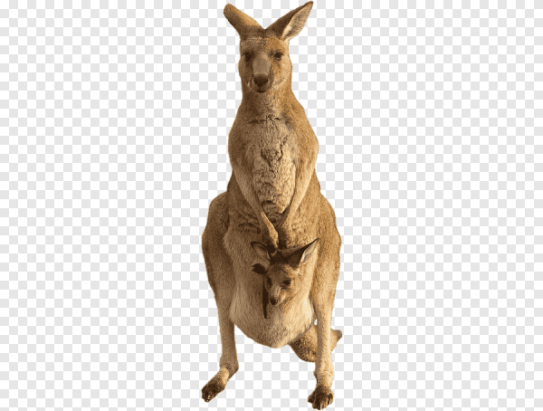 Кенгуру без фона