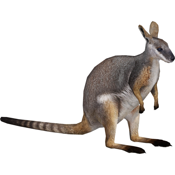 Кенгуру мультяшный без фона