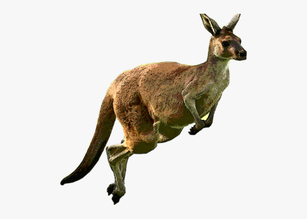 Нарисовать кенгуру