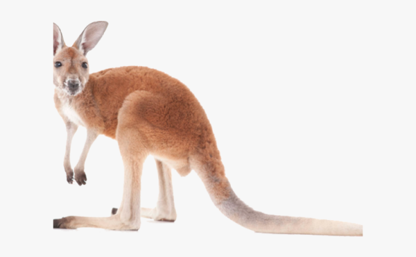 Кенгуру Джузи