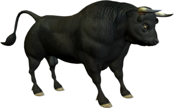 Бык вид сбоку