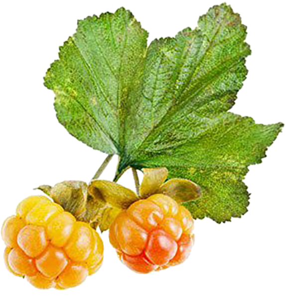 Морошка ягода для детей