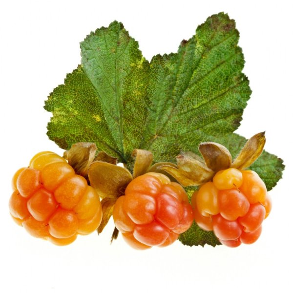 Морошка ягода