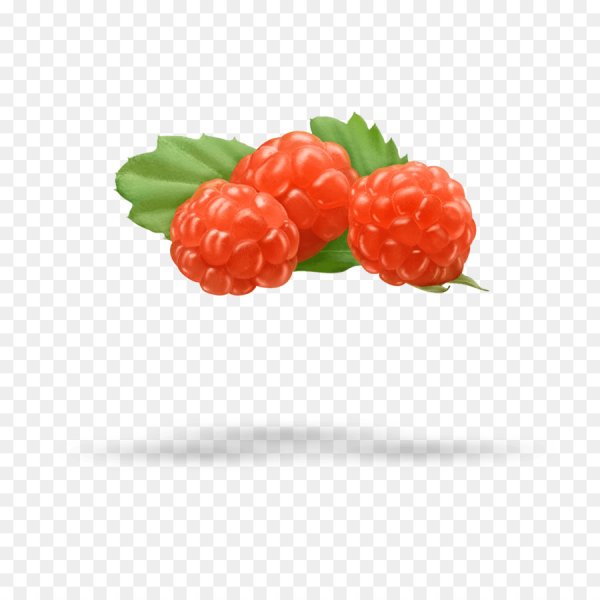 Морошка ягода вектор