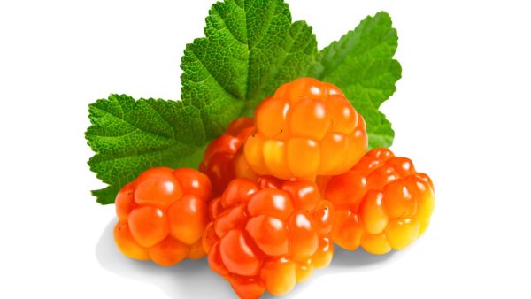 Морошка ягода