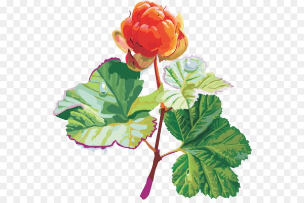 Морошка ягода вектор