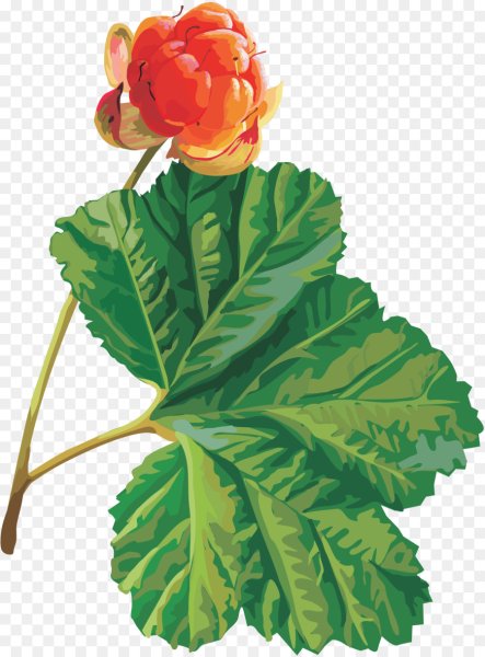 Морошка на белом фоне