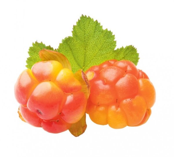 Морошка ягода на белом фоне