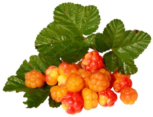 Морошка ягода