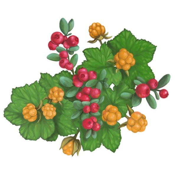 Морошка ягода