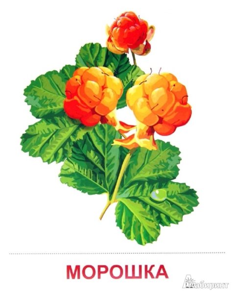 Морошка на белом фоне