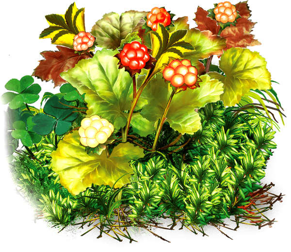 Рамка Морошка