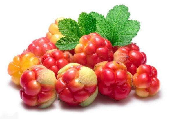 Морошка ягода вектор