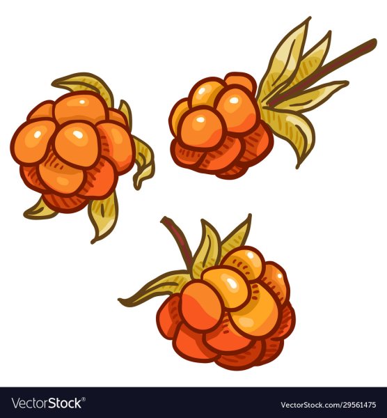 Лесные ягоды на белом