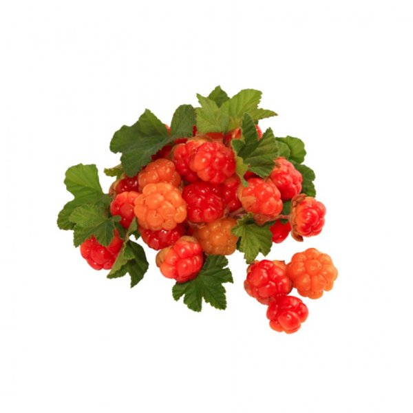 Морошка мультяшная